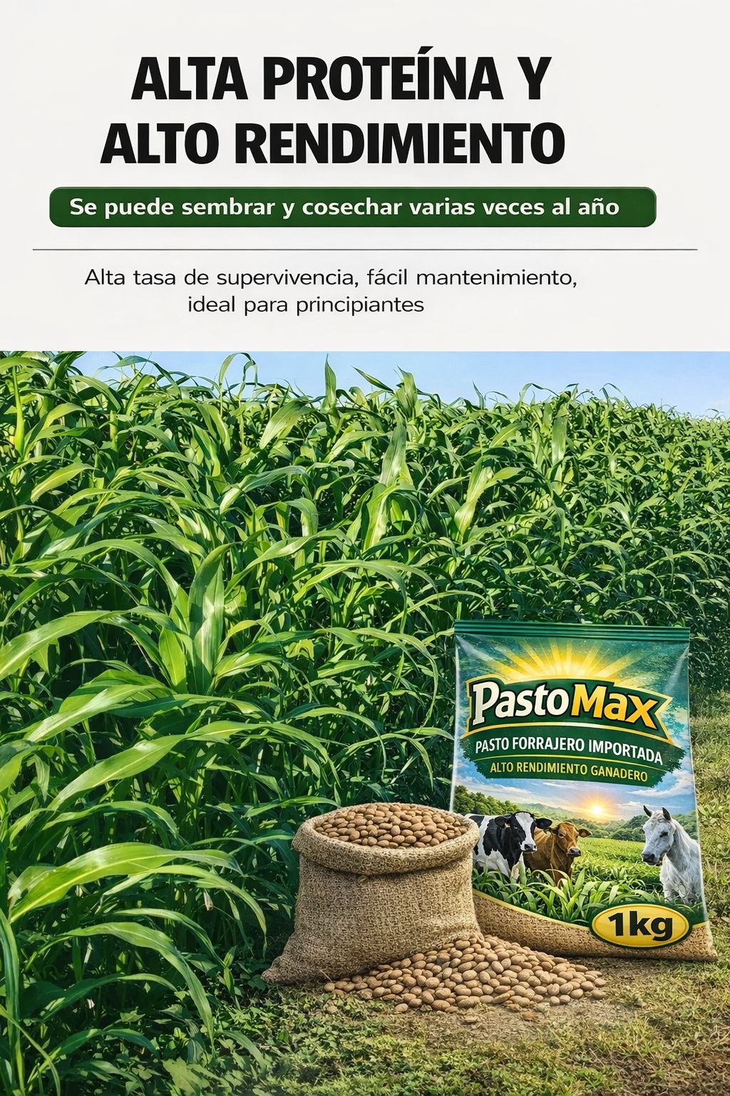 PASTOMAX |✅Semillas forrajeras de alto rendimiento (1Kg)