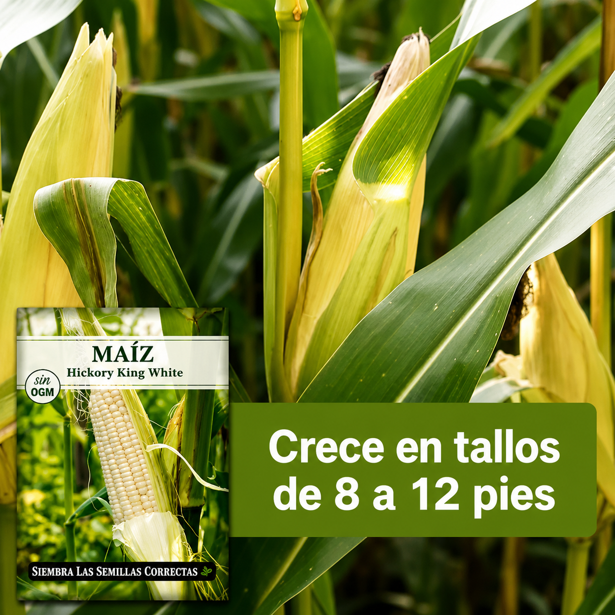 Semillas de maíz blanco de primera calidad (1000 semillas) | Importada 🌱🌽