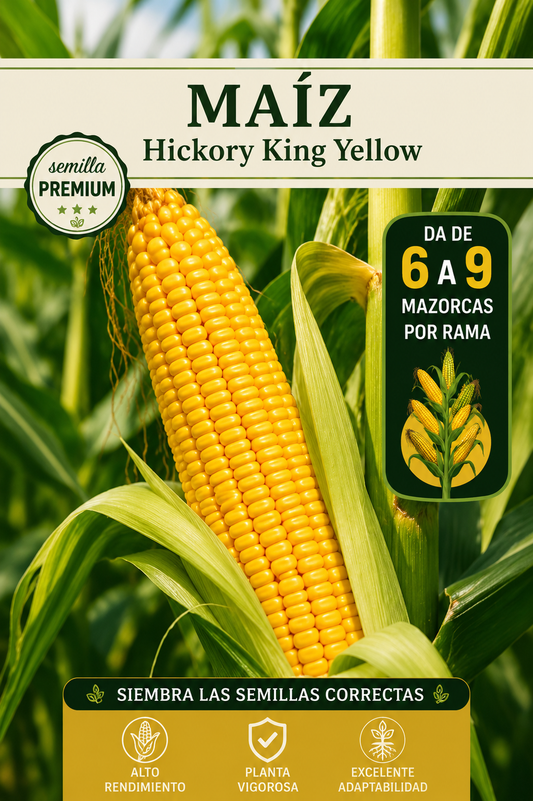 Semillas de maíz Amarillo de primera calidad (1 KILO) | Importada 🌱🌽