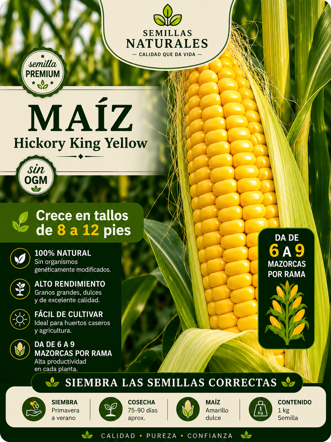Semillas de maíz Amarillo de primera calidad (1 KILO) | Importada 🌱🌽