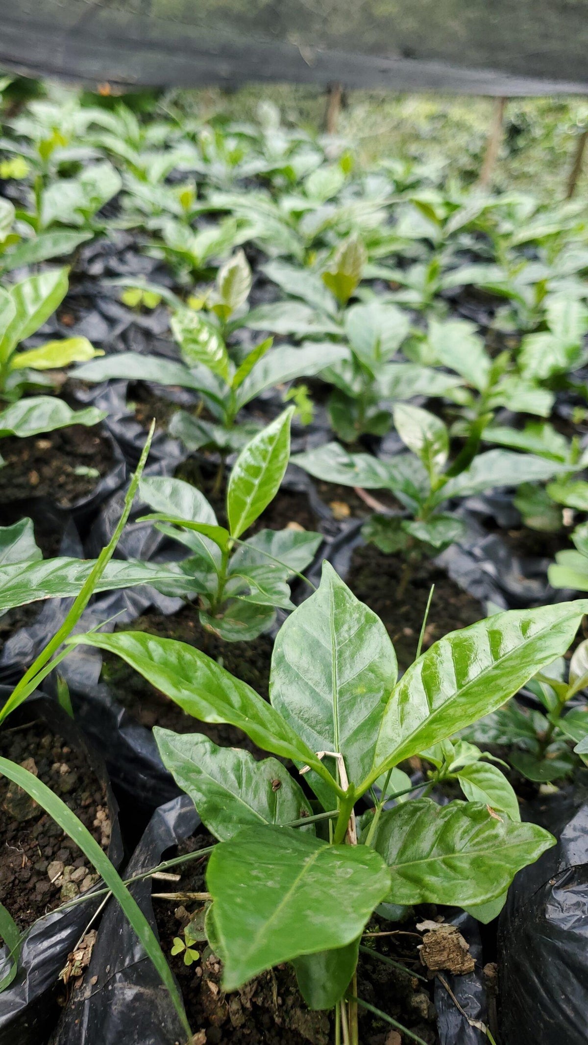 🌱Semilla de Cafe RENOVA | Oferta de lanzamiento y Recibe Gratis Guía de Siembra🔥