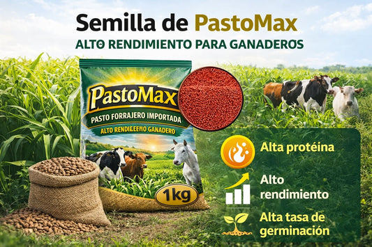 PASTOMAX |✅Semillas forrajeras de alto rendimiento (1Kg)