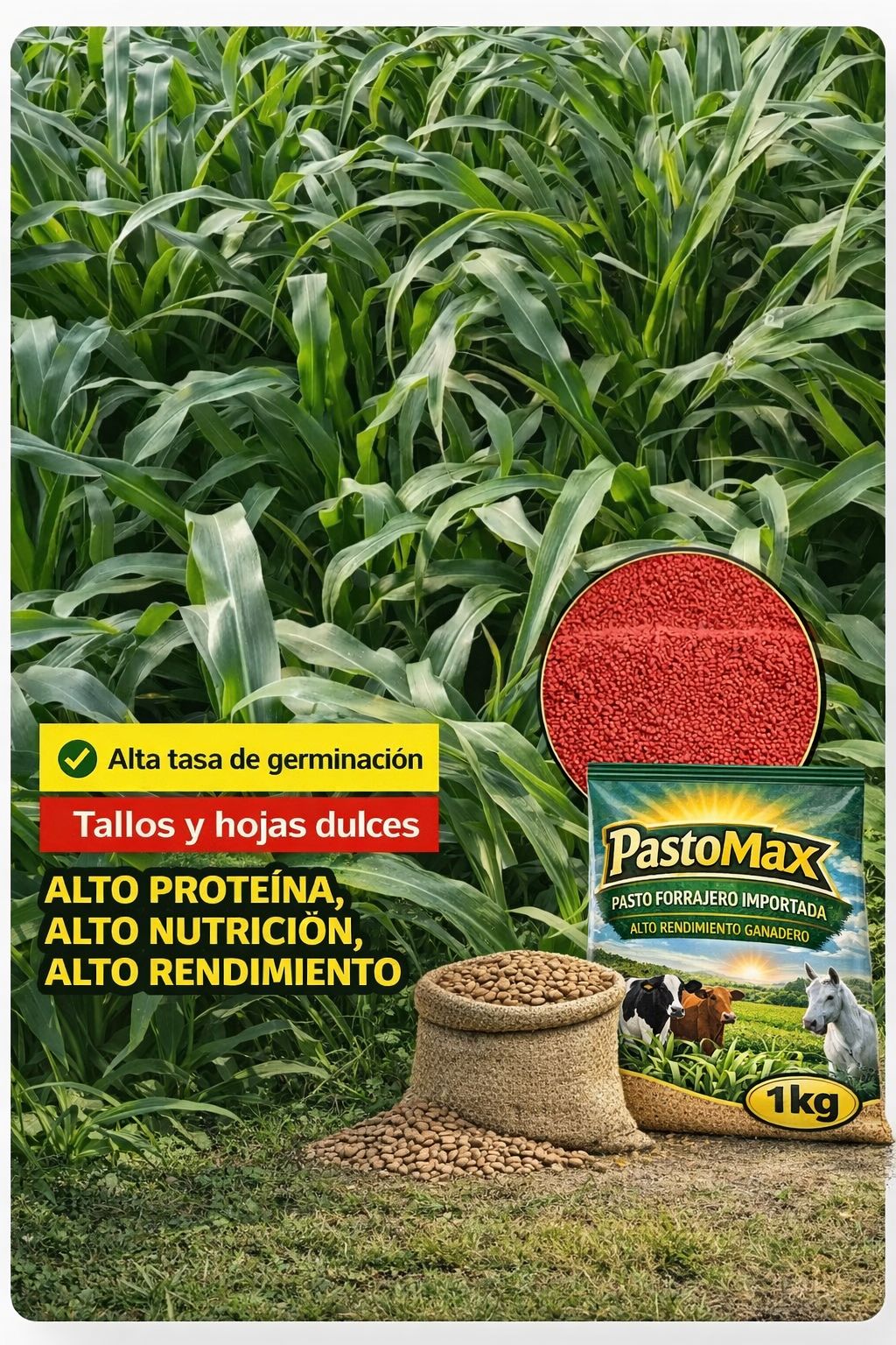 PASTOMAX |✅Semillas forrajeras de alto rendimiento (1Kg)