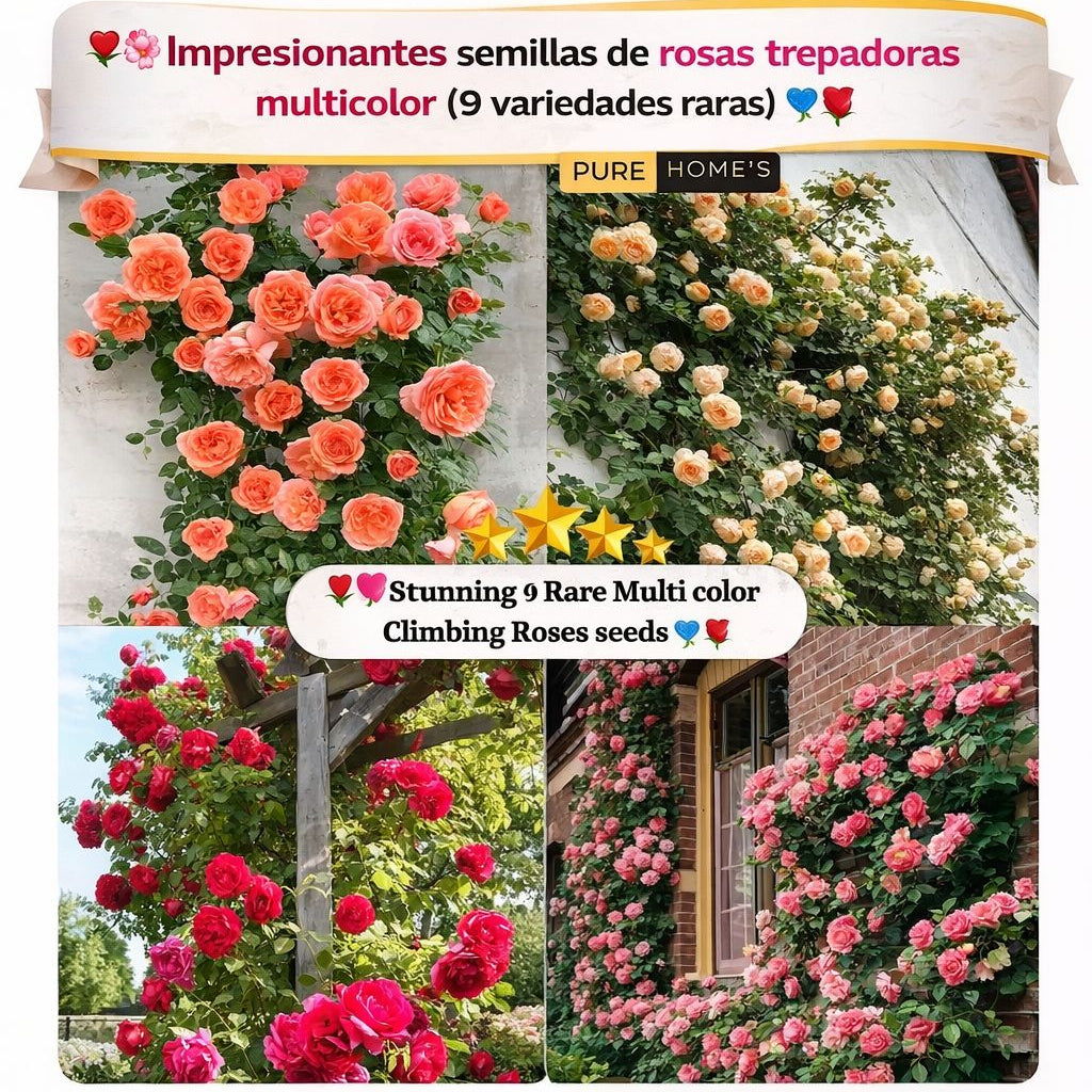 🌸Paquetes de semillas modernas de rosas trepadoras🌺 | Super Oferta