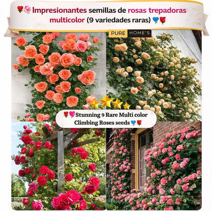 🌸Paquetes de semillas modernas de rosas trepadoras🌺 | Super Oferta