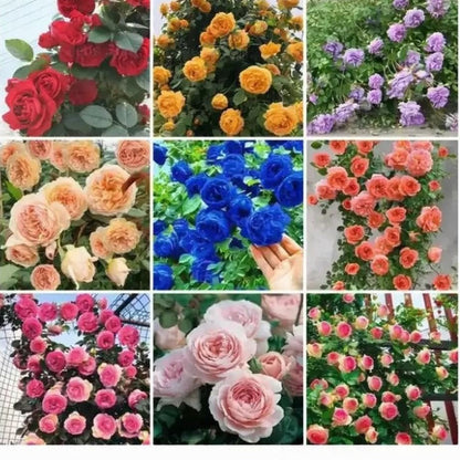 🌸Paquetes de semillas modernas de rosas trepadoras🌺 | Super Oferta
