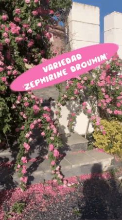 🌸Paquetes de semillas modernas de rosas trepadoras🌺 | Super Oferta