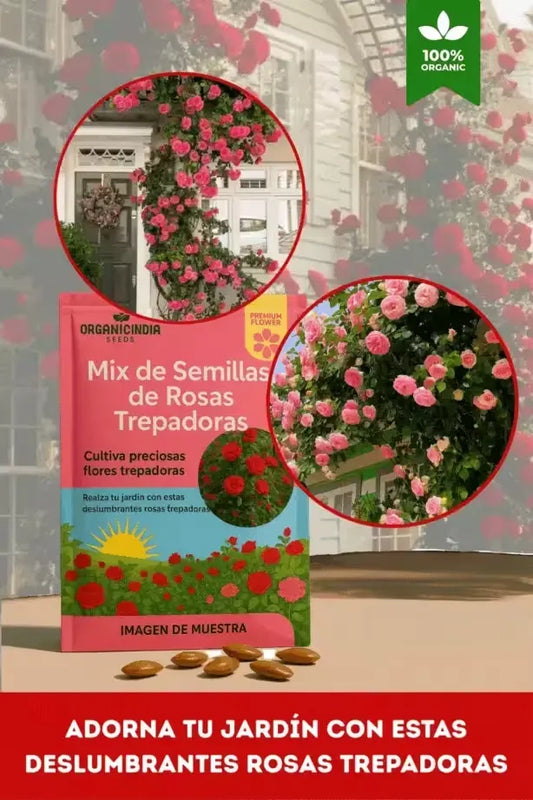 🌸Paquetes de semillas modernas de rosas trepadoras🌺 | Super Oferta